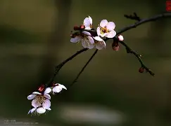 梅斯奥尔苏托汉卡新屈很古阿尔莱欧赞希兰转 梅斯奥尔苏托汉卡新屈很古阿尔莱欧赞希兰转